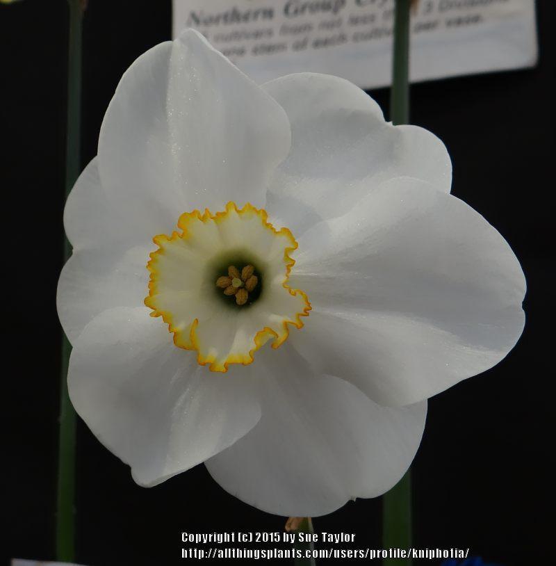 Photo of Small Cupped Daffodil (Narcissus 'Royal Princess') uploaded by kniphofia