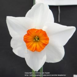 Location: Harrogate Spring Flower Show 2015, Yorkshire, UK
Date: 2015-04-25