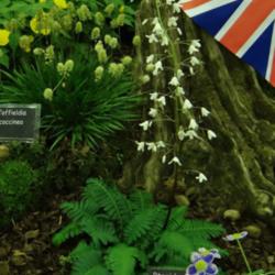 Location: Harrogate Spring Flower Show 2015, Yorkshire, UK
Date: 2015-04-25
Edrom nursery display