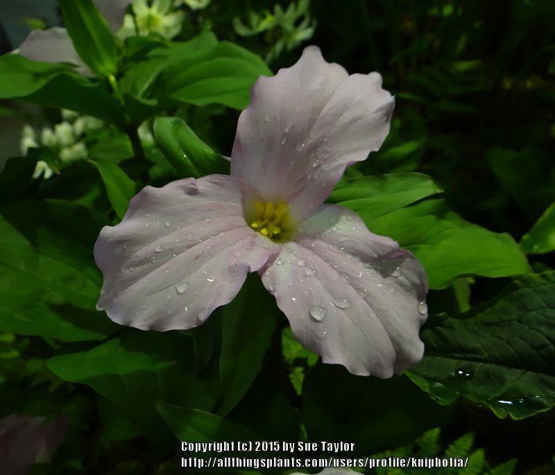 Photo of Great White Trillium (Trillium grandiflorum) uploaded by kniphofia