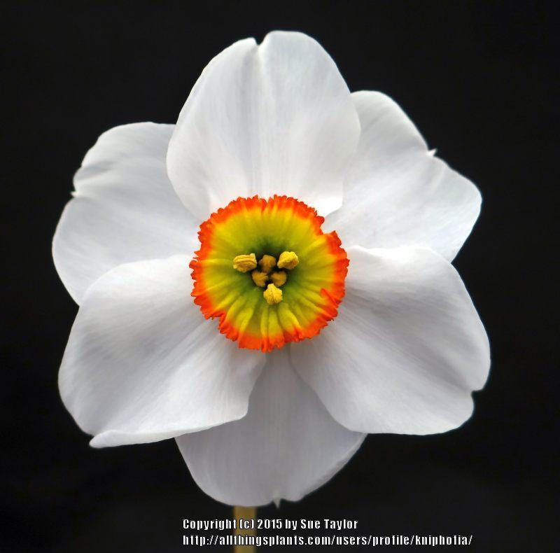 Photo of Poeticus Daffodil (Narcissus 'Angel Eyes') uploaded by kniphofia