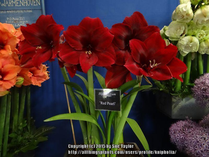 Photo of Amaryllis (Hippeastrum 'Red Pearl') uploaded by kniphofia