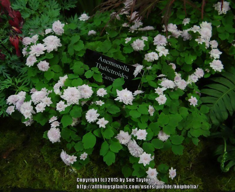 Photo of Rue Anemone (Thalictrum thalictroides 'Cameo') uploaded by kniphofia