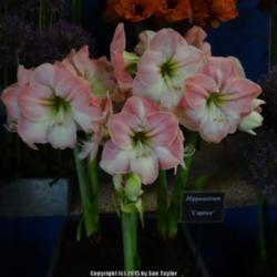 Location: Harrogate Spring Flower Show 2015, Yorkshire, UK
Date: 2015-04-25
Warmenhoven nurseries display