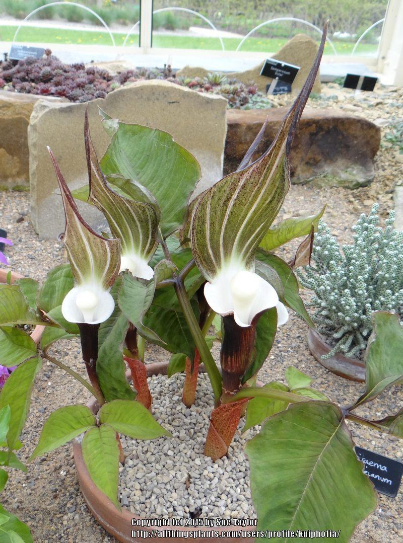 Photo of Japanese Cobra Lily (Arisaema sikokianum) uploaded by kniphofia