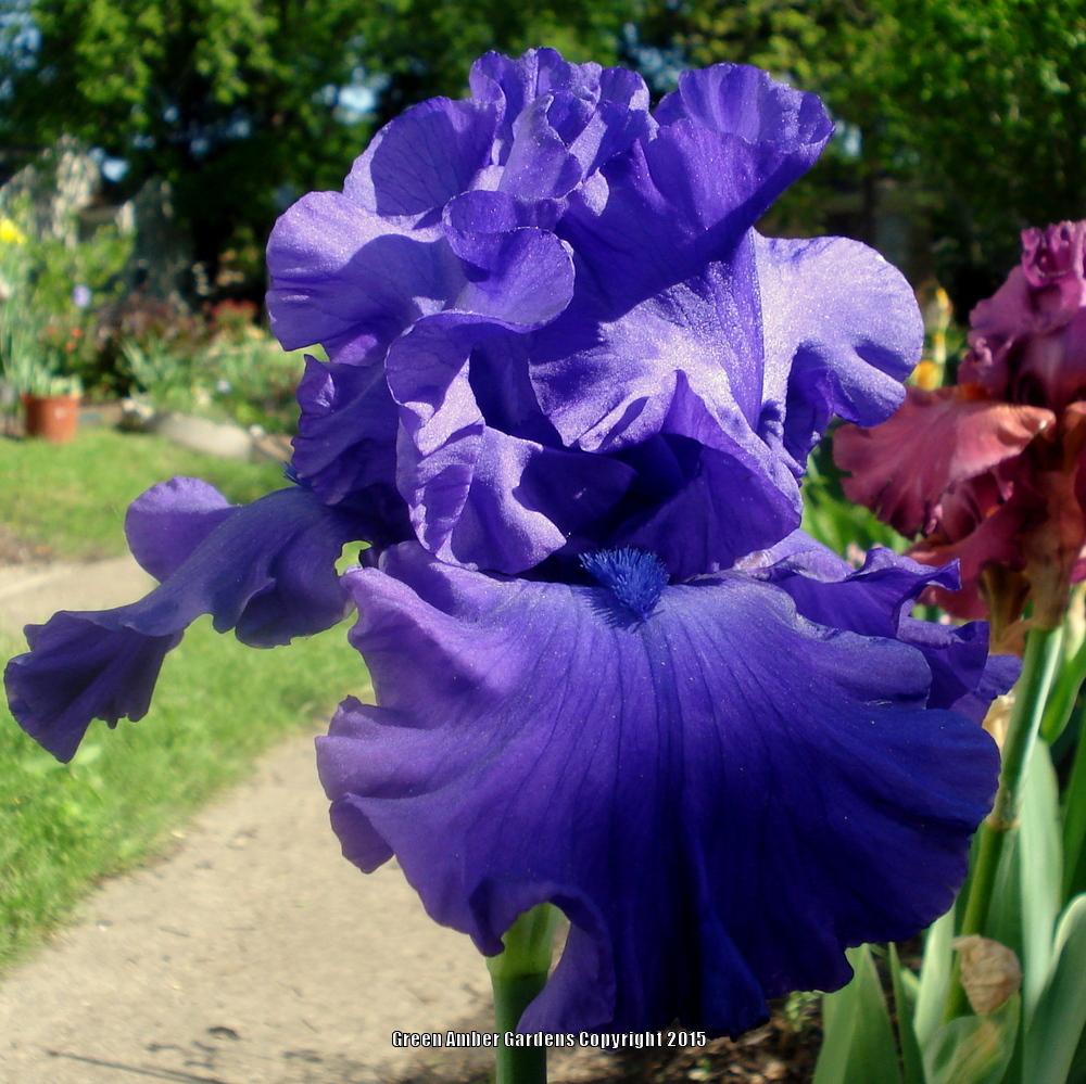 Photo of Tall Bearded Iris (Iris 'Dusky He-Man') uploaded by lovemyhouse