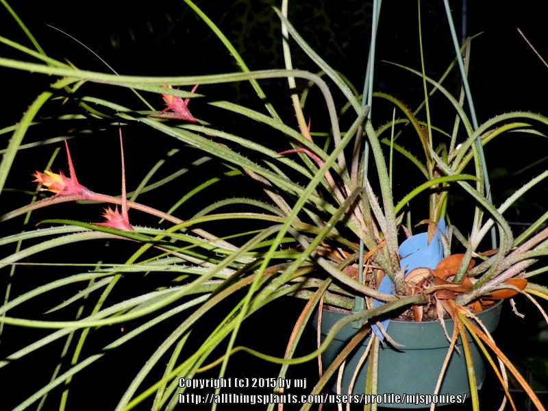Photo of Pinecone Bromeliad (Acanthostachys strobilacea) uploaded by mjsponies
