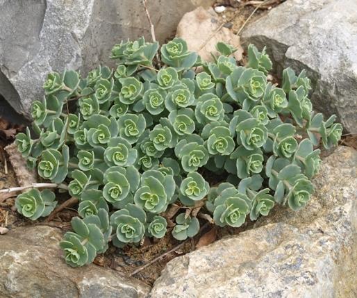 Photo of Sedum (Hylotelephium sieboldii) uploaded by plantrob