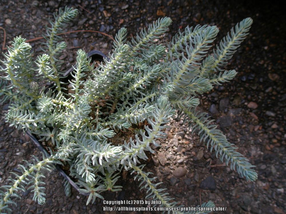 Photo of Sedum (Petrosedum rupestre subsp. rupestre Blue Magic®) uploaded by springcolor