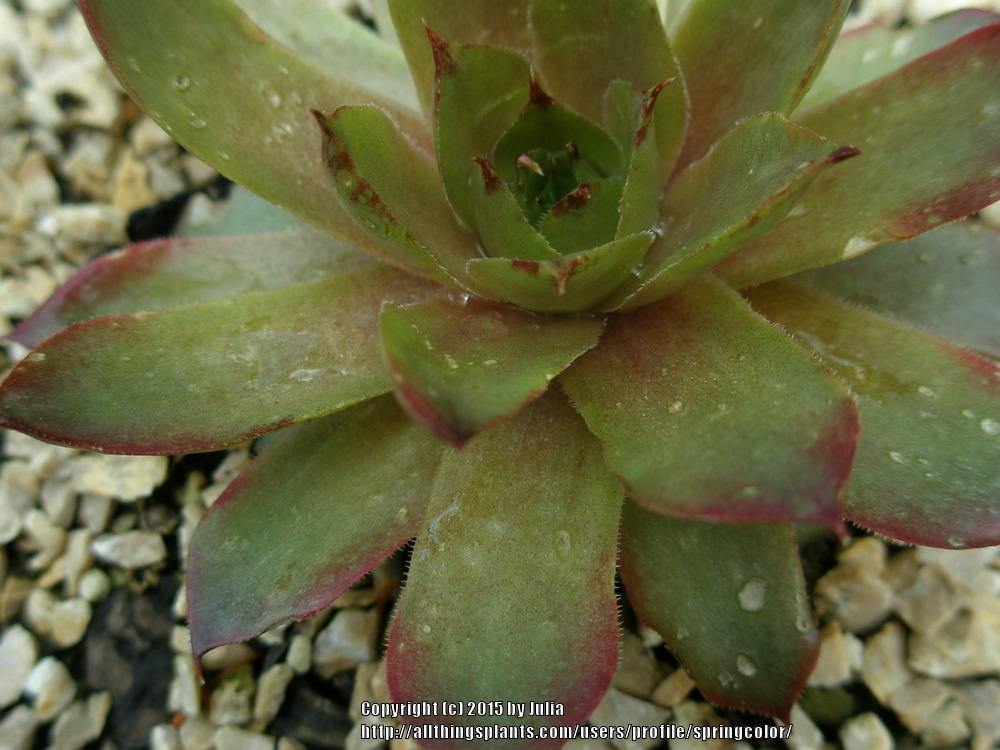 Photo of Hen and Chicks (Sempervivum 'Shawnee') uploaded by springcolor