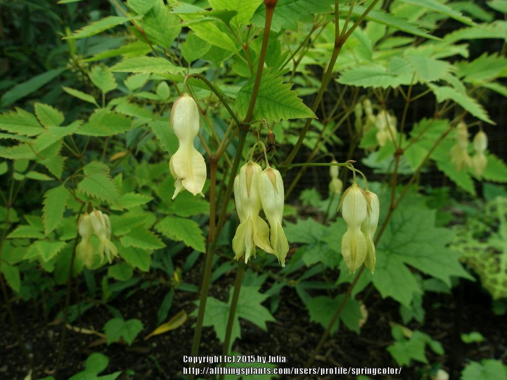 Photo of Large-flowered Dicentra (Ichtyoselmis macrantha) uploaded by springcolor