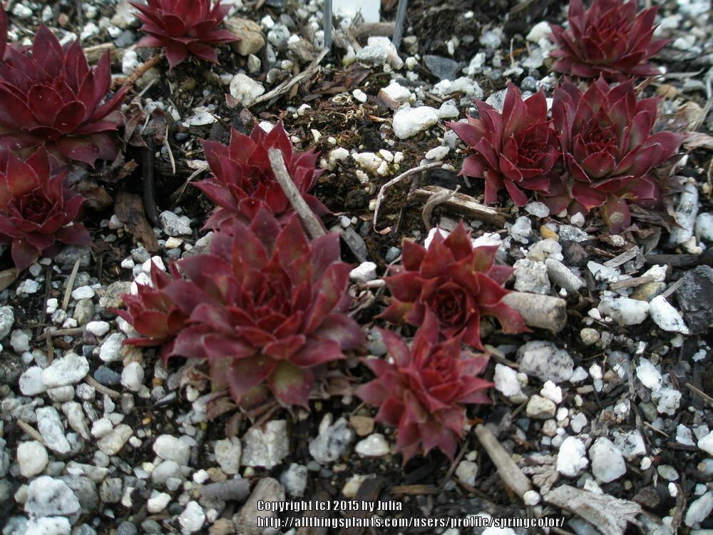 Photo of Hen and Chicks (Sempervivum 'Galahad') uploaded by springcolor