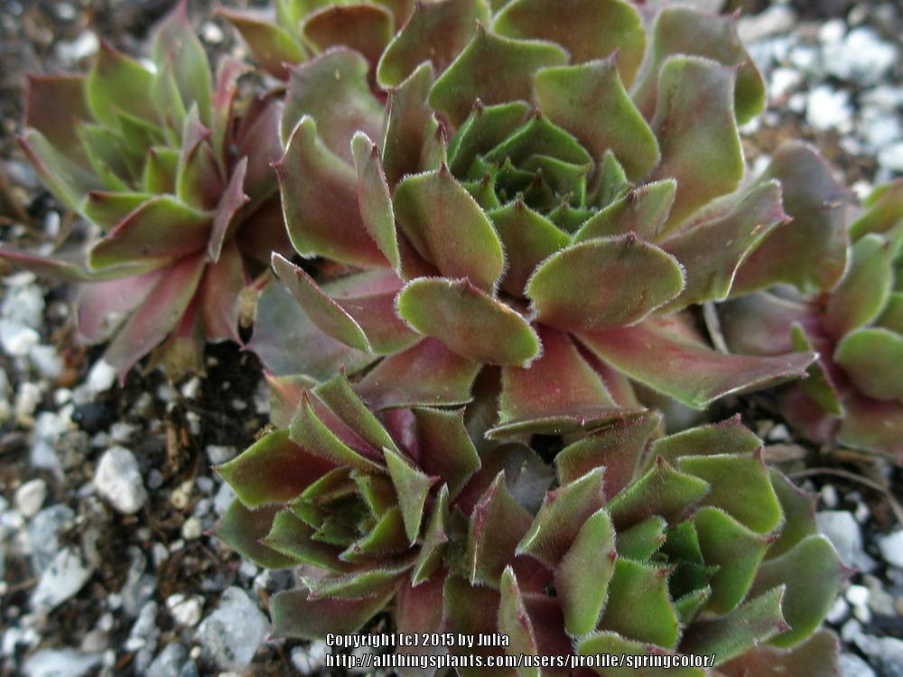 Photo of Hen and Chicks (Sempervivum 'Heliotroop') uploaded by springcolor