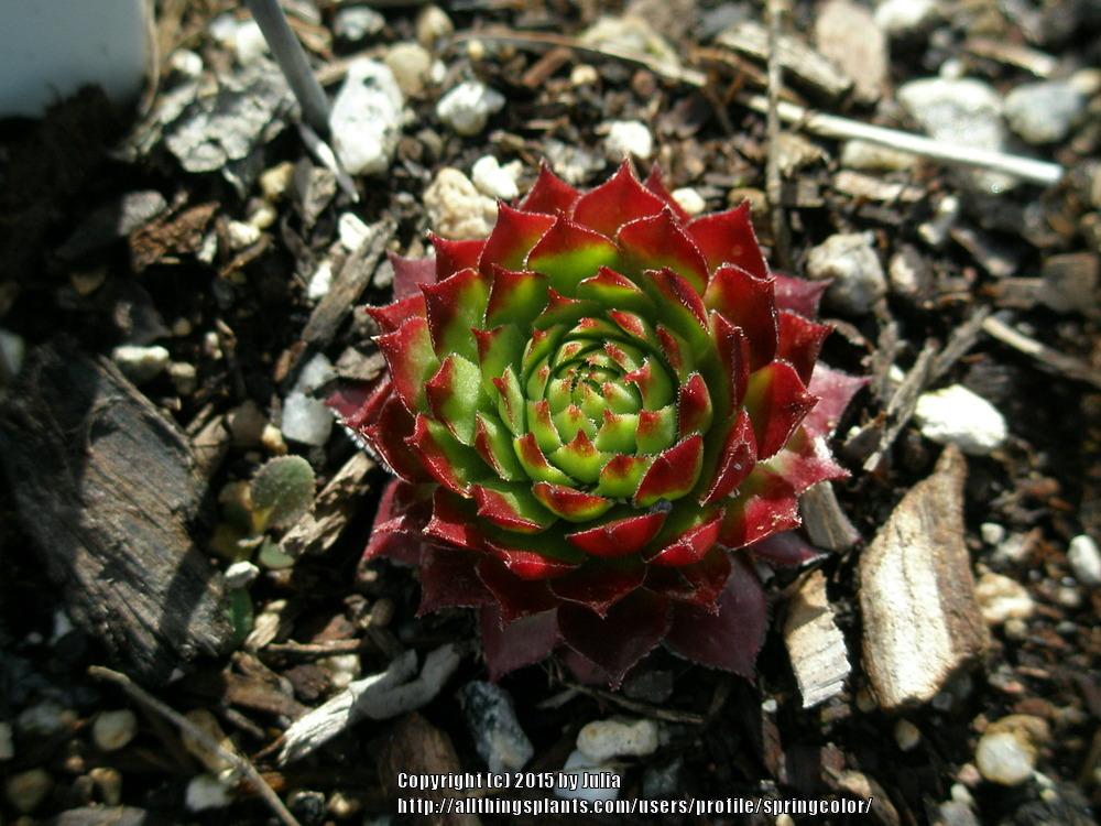 Photo of Hen and Chicks (Sempervivum 'Lime Frost') uploaded by springcolor