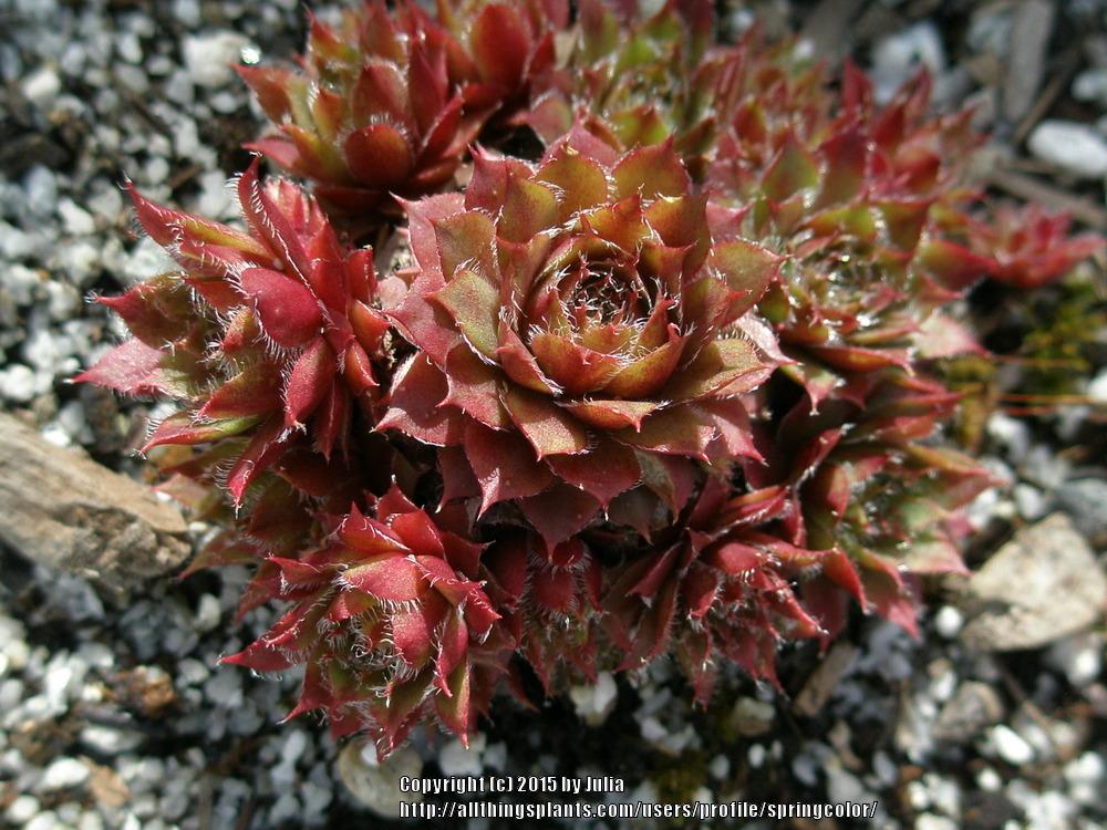 Photo of Hen and Chicks (Sempervivum 'Old Copper') uploaded by springcolor