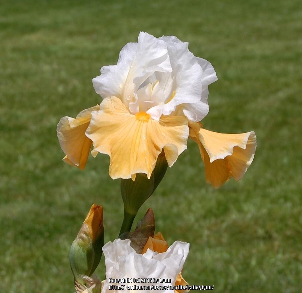 Photo of Tall Bearded Iris (Iris 'Frosted Pumpkin') uploaded by valleylynn