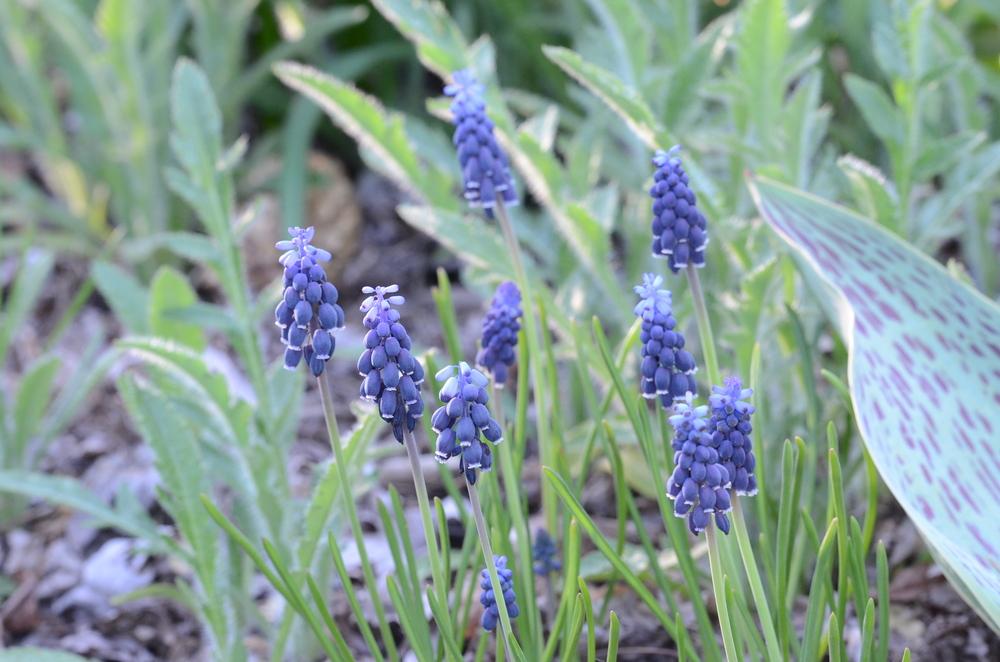 Photo of Starch Hyacinth (Muscari neglectum) uploaded by Anne