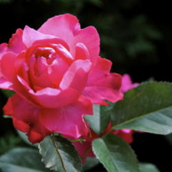 Location: Zone 5
Date: 2012-05-29 
Unidentified Rose