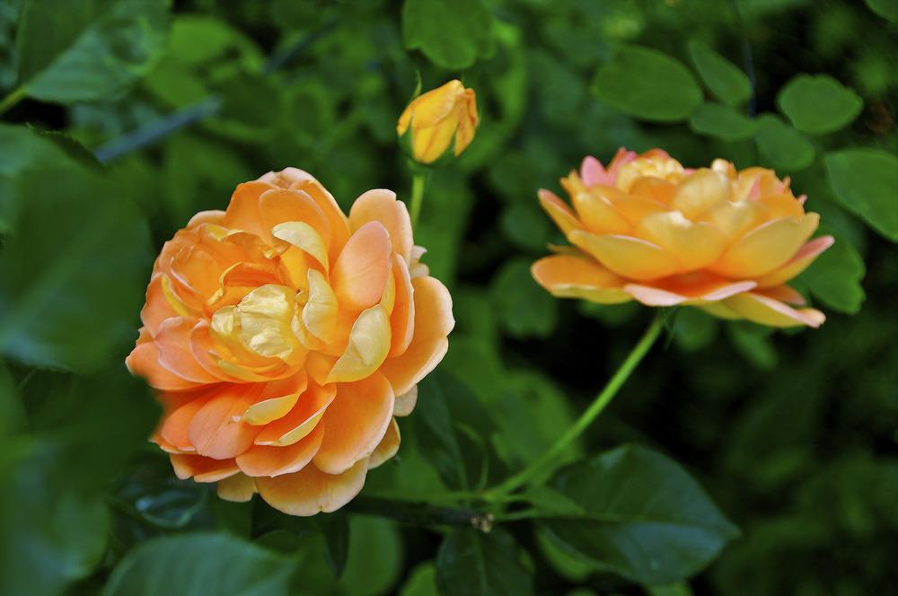 Photo of English Shrub Rose (Rosa 'Pat Austin') uploaded by Fleur569