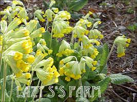 Photo of Cowslip (Primula veris) uploaded by Joy