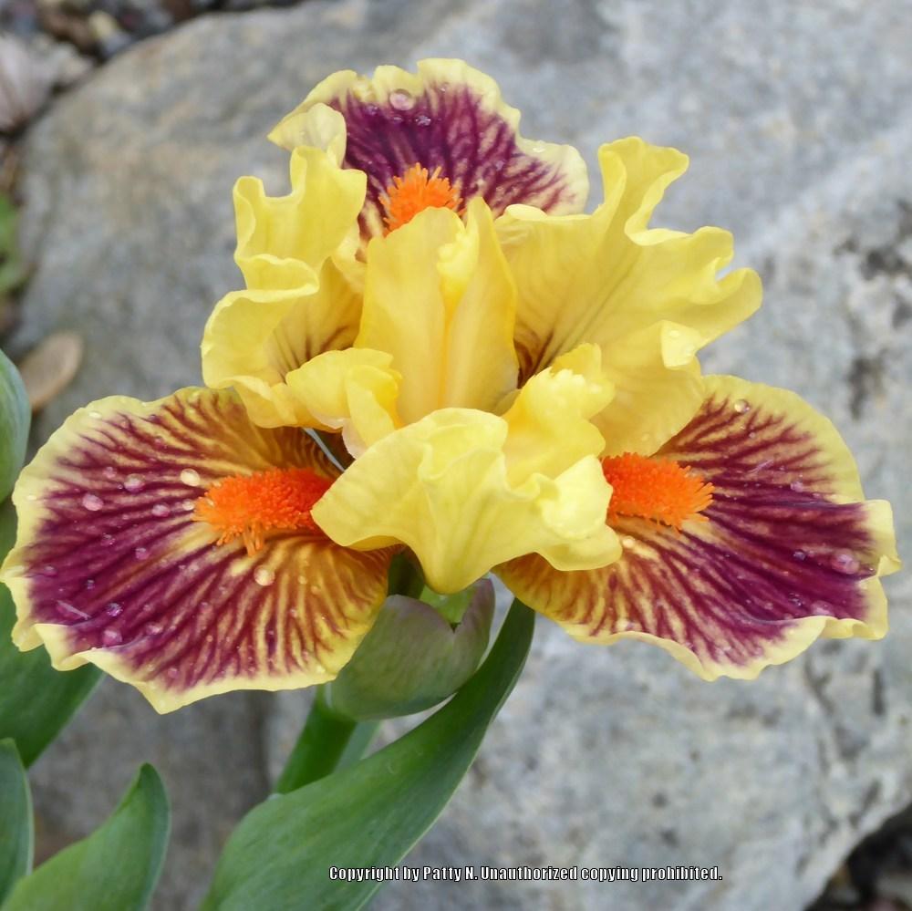 Photo of Standard Dwarf Bearded Iris (Iris 'Zooboomafoo') uploaded by Patty