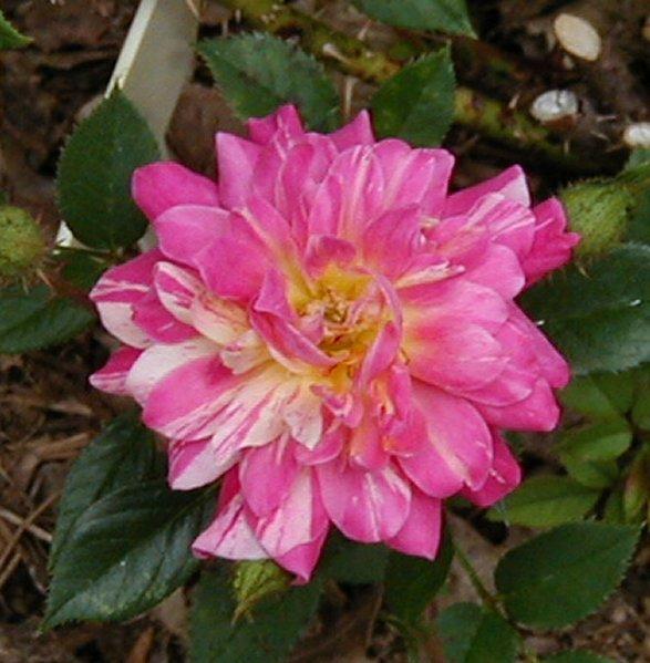 Photo of Rose (Rosa 'Double Treat') uploaded by RoseBlush1