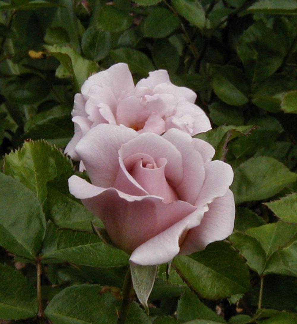 Photo of Rose (Rosa 'Silver Cloud') uploaded by RoseBlush1