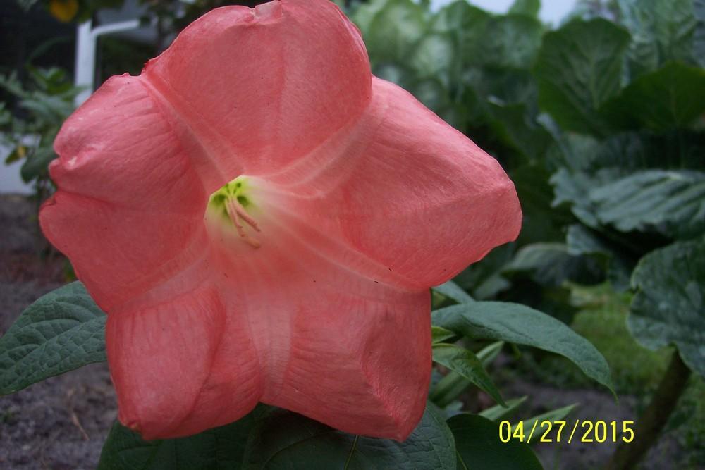Photo of Angel Trumpet (Brugmansia 'Ila Marie') uploaded by WilliamByrd