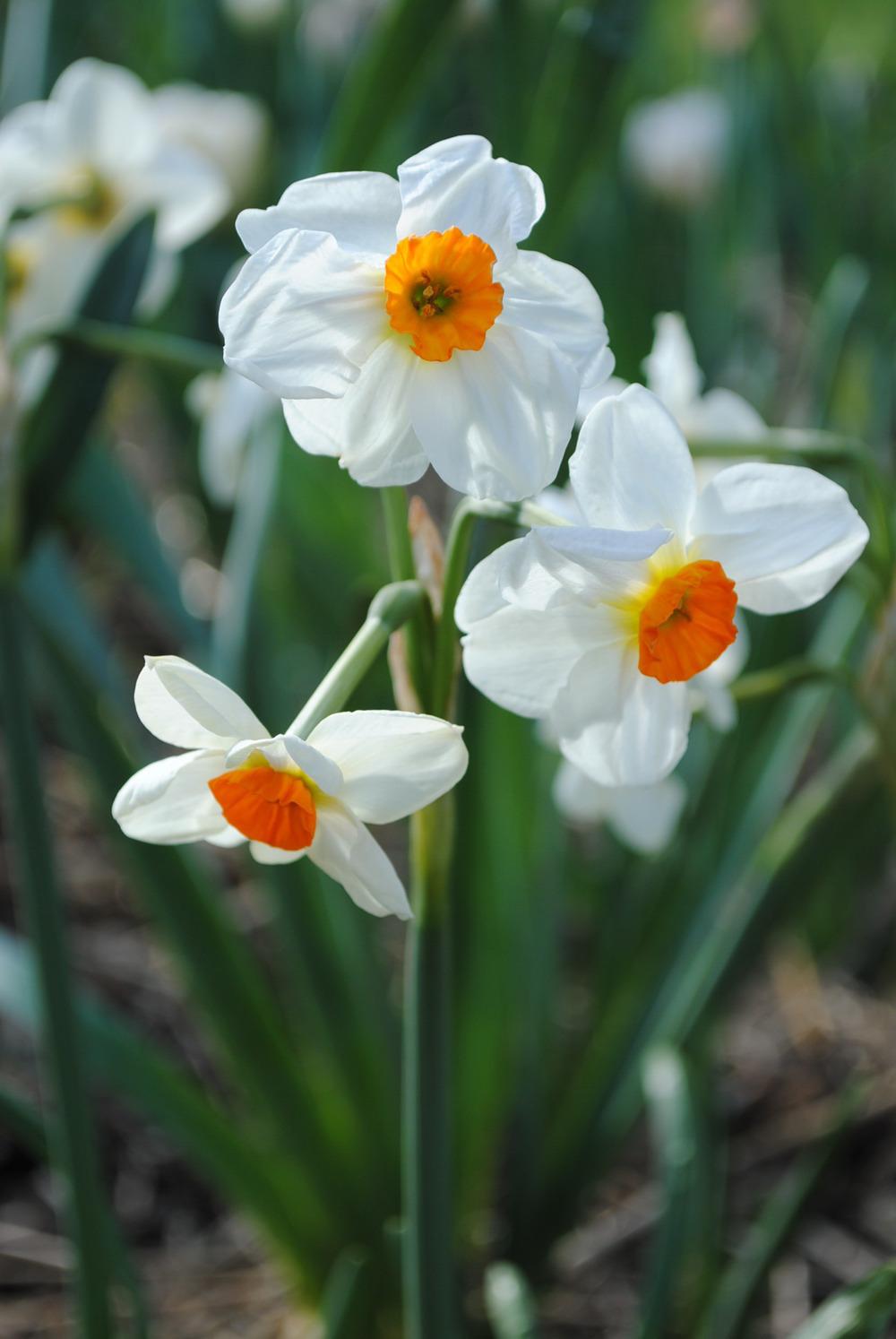 Photo of Tazetta Daffodil (Narcissus 'Cragford') uploaded by chelle