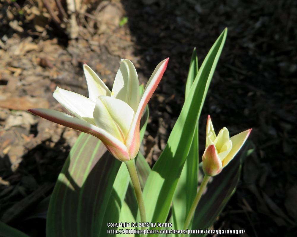 Photo of Waterlily Tulip (Tulipa kaufmanniana 'Hearts Delight') uploaded by foraygardengirl