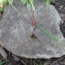 Location: Indiana zone 5
Date: 2015-04-26