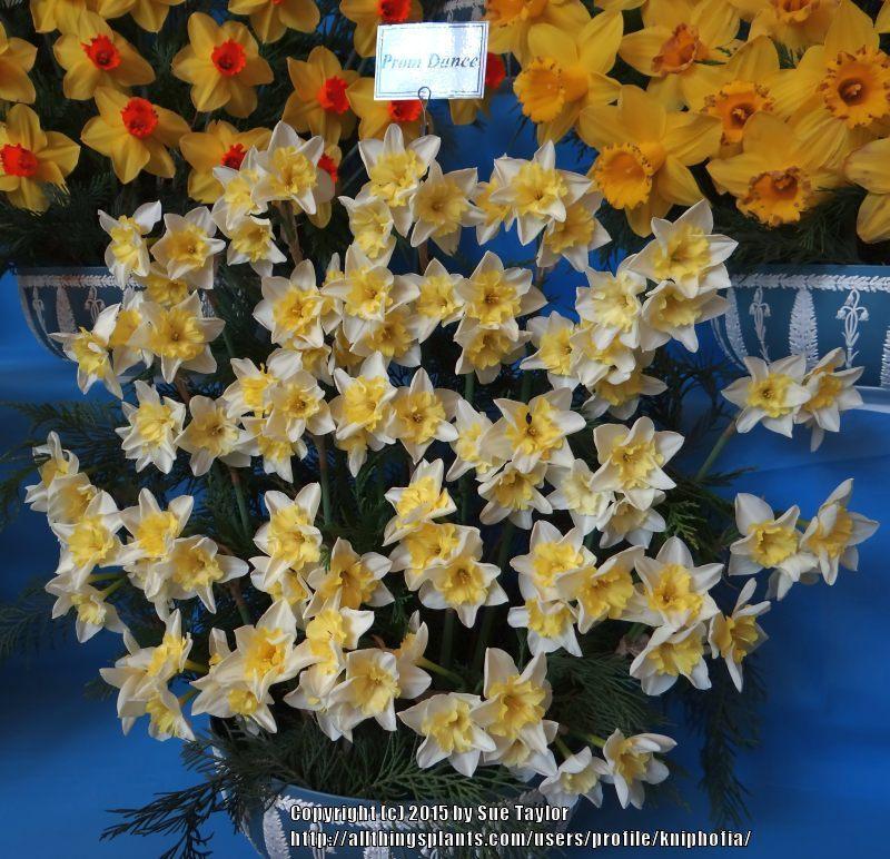 Photo of Split-Cupped Daffodil (Narcissus 'Prom Dance') uploaded by kniphofia