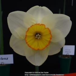 Location: Harrogate Spring Flower Show 2015, Yorkshire, UK
Date: 2015-04-25