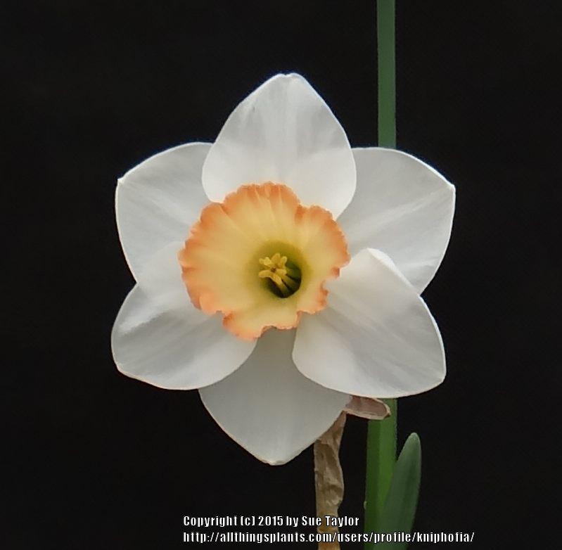 Photo of Daffodils (Narcissus) uploaded by kniphofia