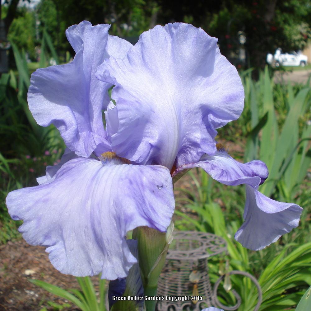 Photo of Tall Bearded Iris (Iris 'Elainealope') uploaded by lovemyhouse