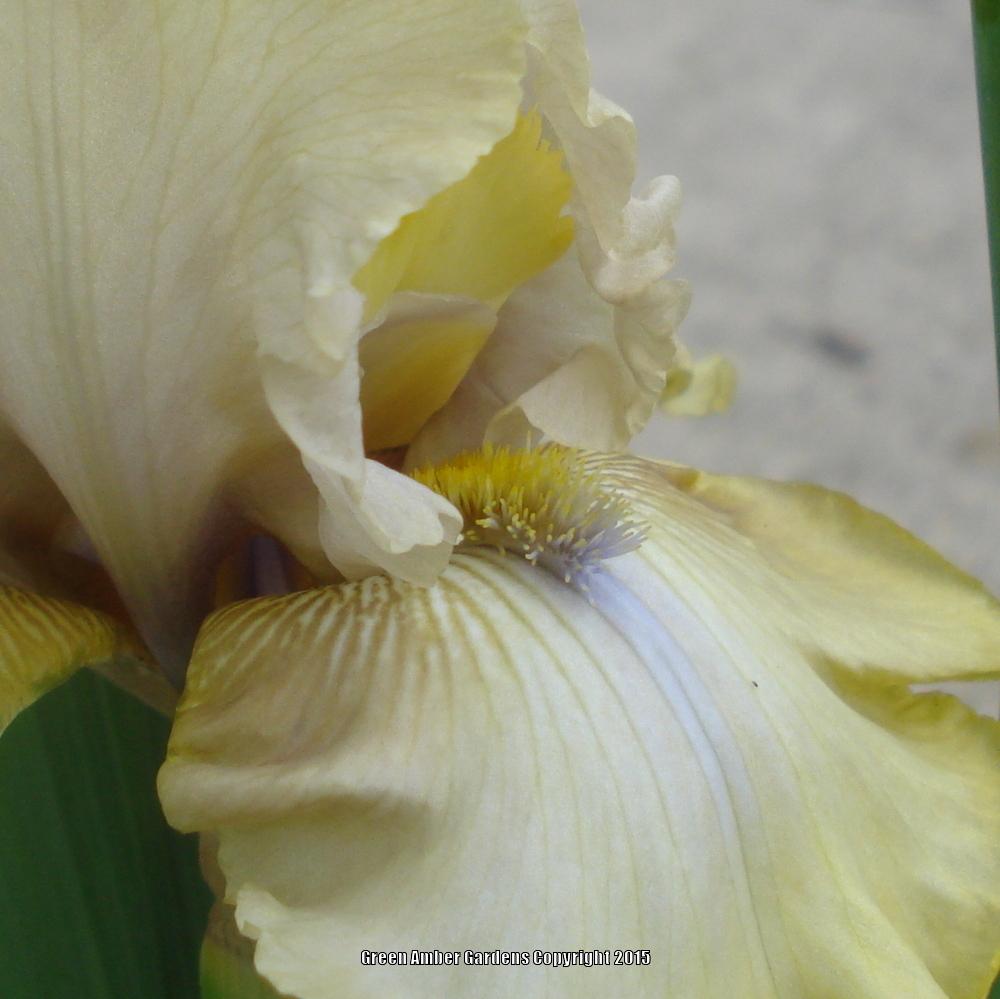 Photo of Tall Bearded Iris (Iris 'County Cork') uploaded by lovemyhouse