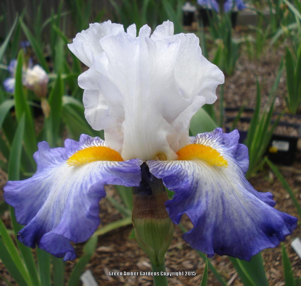 Photo of Tall Bearded Iris (Iris 'Brilliant Idea') uploaded by lovemyhouse