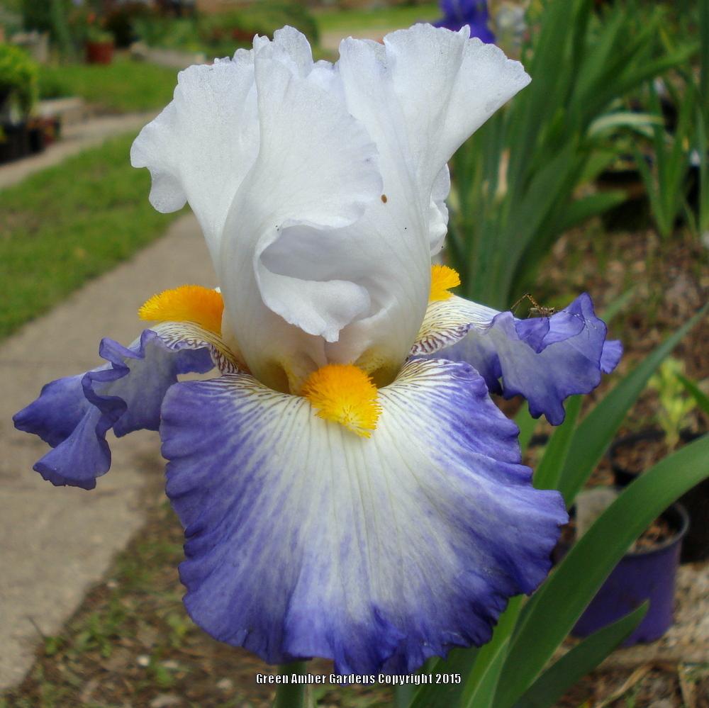 Photo of Tall Bearded Iris (Iris 'Brilliant Idea') uploaded by lovemyhouse