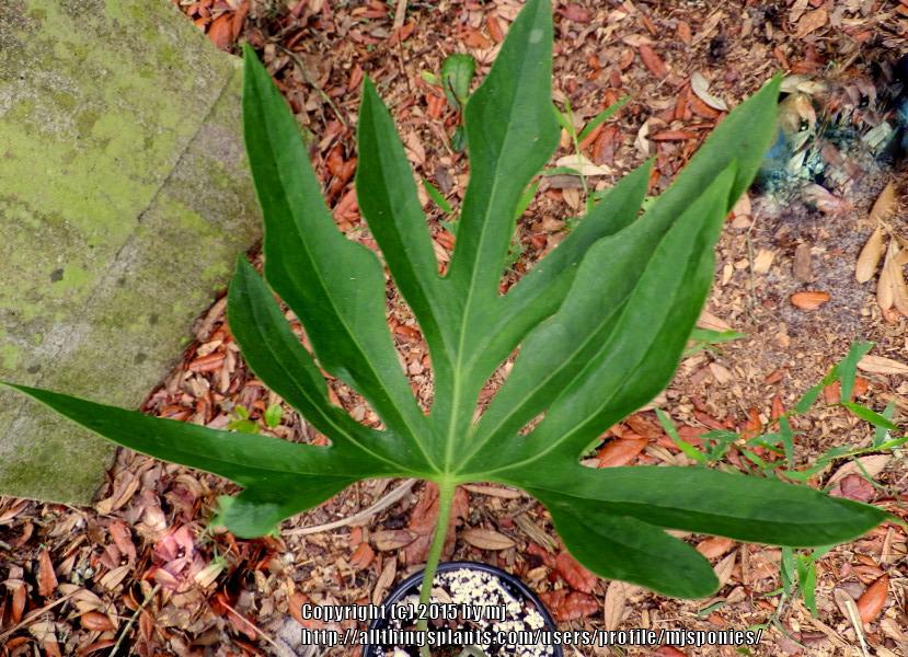Photo of Anthurium podophyllum uploaded by mjsponies