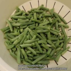 Location: Safety Harbor, FL
Date: 2015-04-27
First harvest of green beans for the year