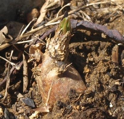 Photo of Fameflower (Phemeranthus calycinus) uploaded by plantrob
