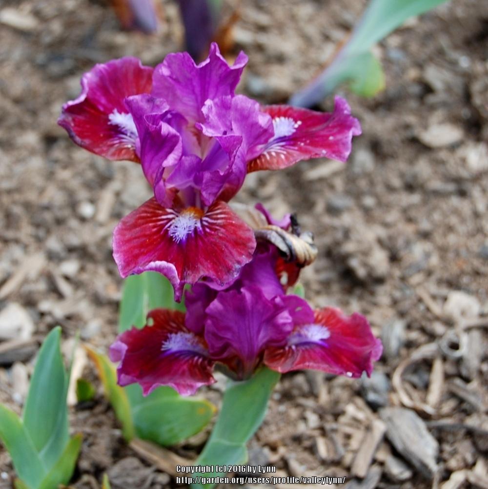 Photo of Standard Dwarf Bearded Iris (Iris 'Jeopardy') uploaded by valleylynn