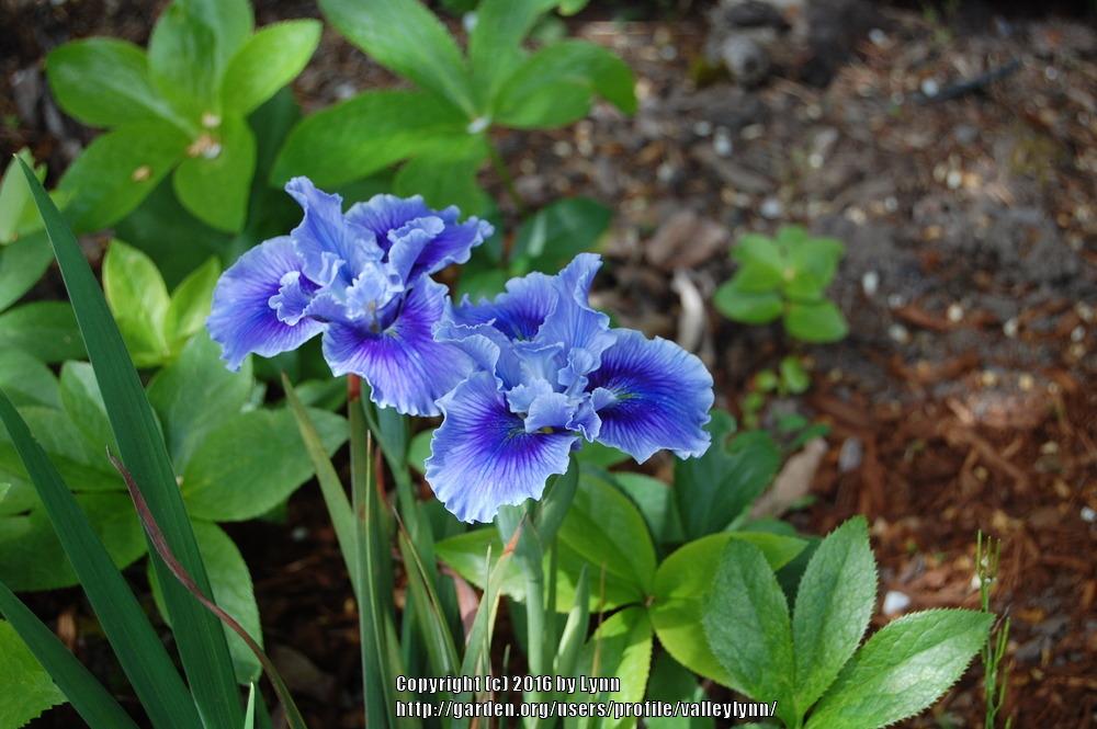Photo of Pacific Coast Iris (Iris 'Blue Plate Special') uploaded by valleylynn
