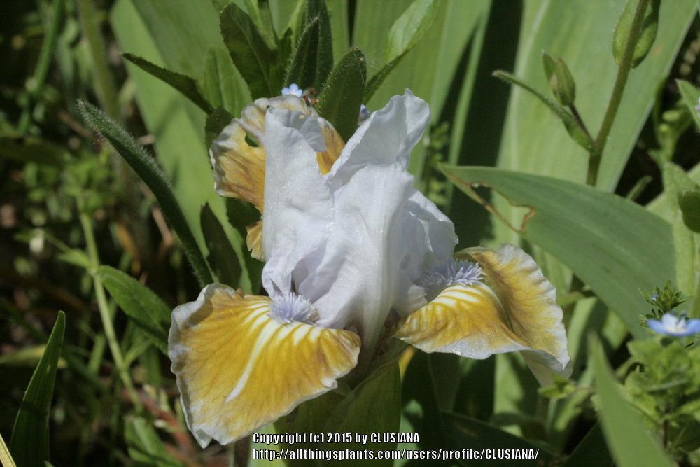 Photo of Miniature Dwarf Bearded Iris (Iris 'Celtic Pixie') uploaded by CLUSIANA