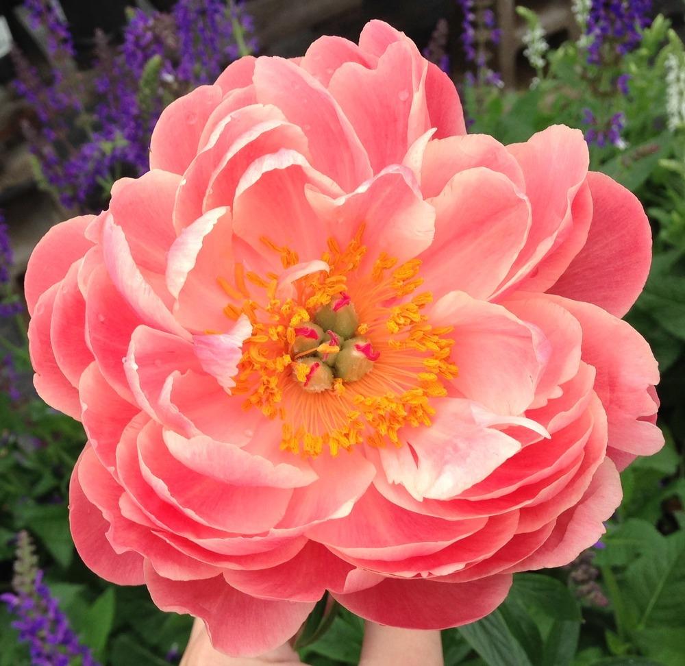 Photo of Garden Peony (Paeonia 'Coral Charm') uploaded by Dodecatheon3