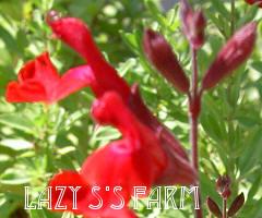 Photo of Autumn Sage (Salvia greggii 'Furman's Red') uploaded by Joy