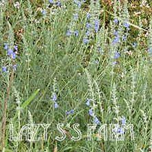 Photo of Blue Sage (Salvia azurea 'Nekan') uploaded by Joy
