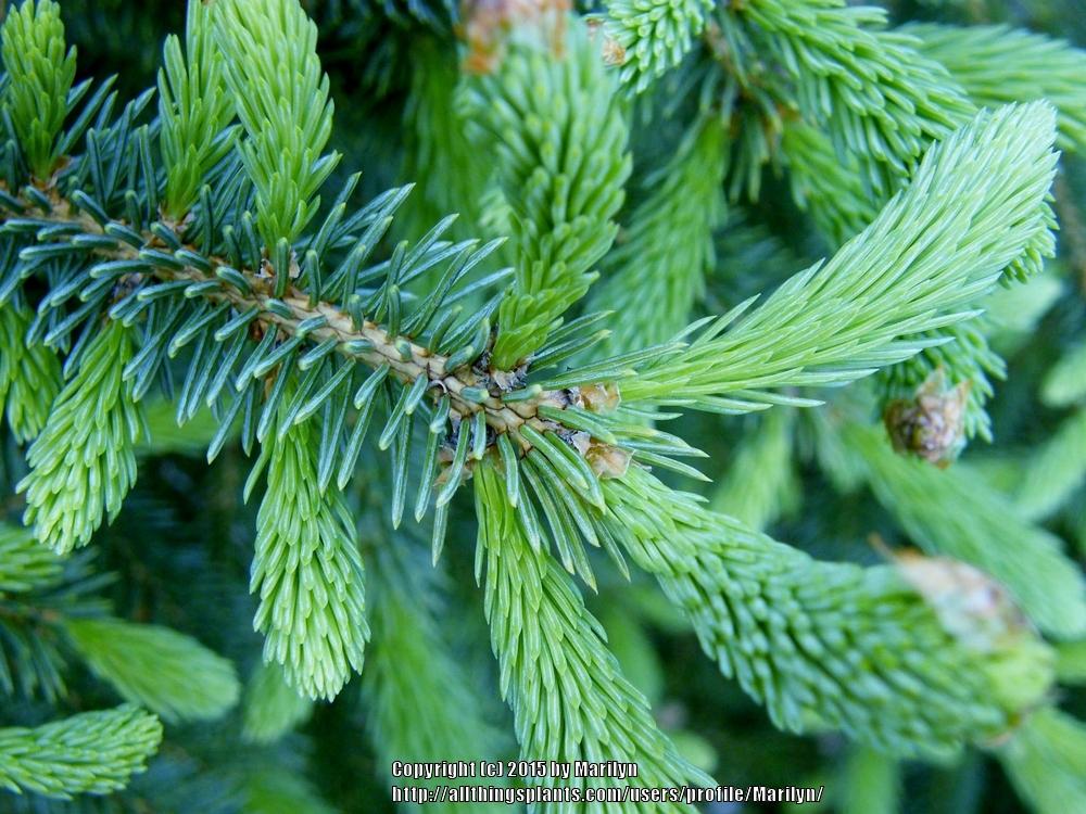 Photo of Spruce (Picea glauca var. densata 'Black Hills') uploaded by Marilyn