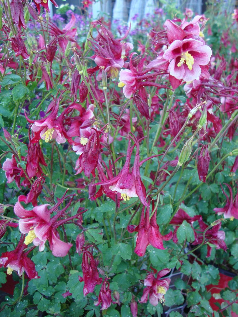 Photo of Columbine (Aquilegia 'Swan Red and White') uploaded by Paul2032