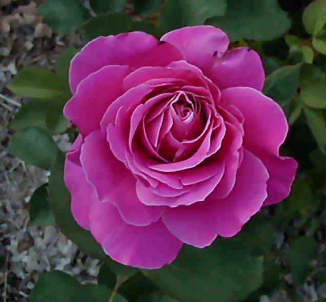Photo of Roses (Rosa) uploaded by RoseBlush1
